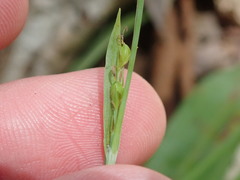 Carex laxiflora