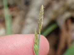 Carex laxiflora