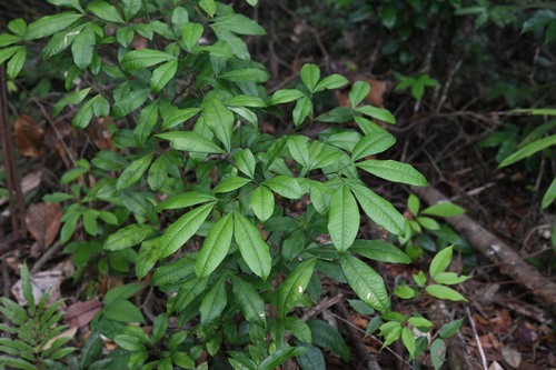 Inga capitata, 2024-04-09