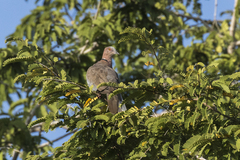 Island Collared-Dove photo 3