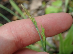 Carex laxiflora