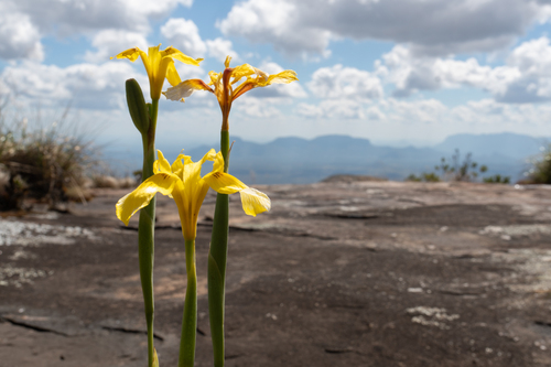 Moraea bella