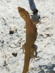 Sphaerodactylus notatus image