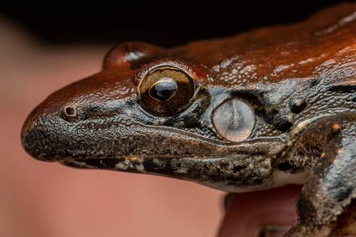 Anchieta's Ridged Frog