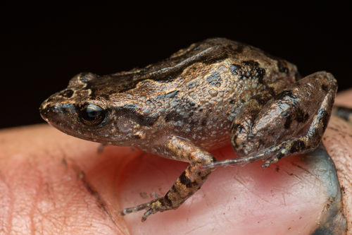 Dwarf Squeaker