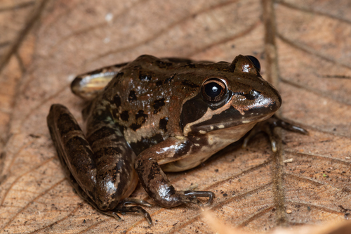 Common River Frog