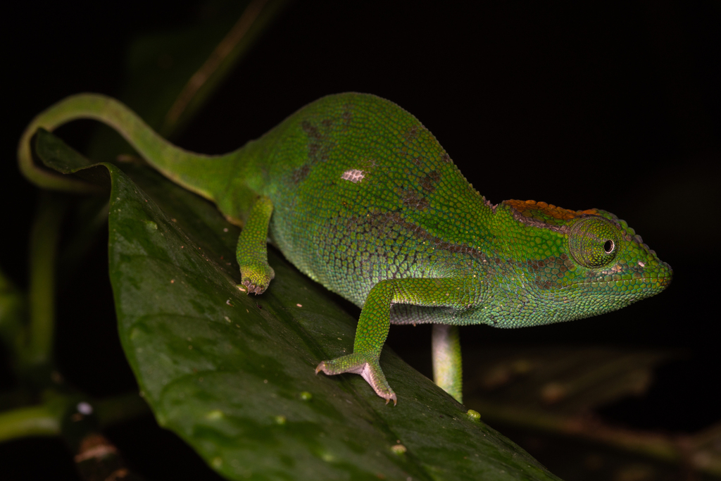Nadzikambia evanescens