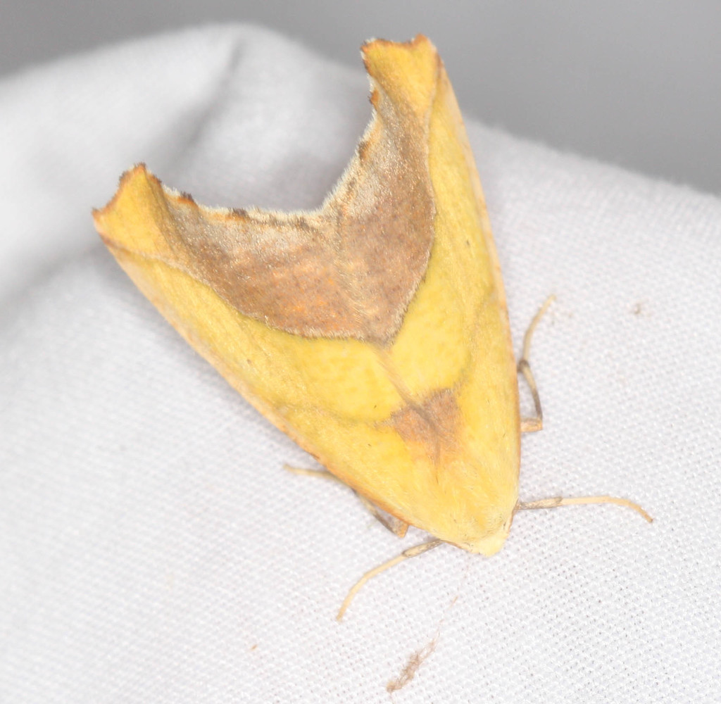Sicya crocearia