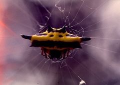 Gasteracantha taeniata