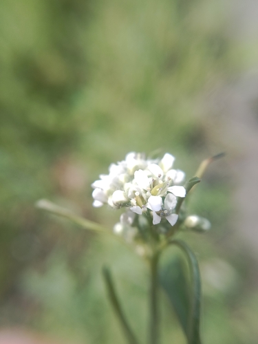 Une autre photo de Garden Cress