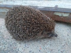Erinaceus roumanicus