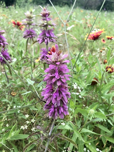 Lemon beebalm (Monarda citriodora)