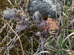 Kalanchoe fedtschenkoi