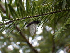 Leptophlebia
