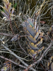 Kalanchoe fedtschenkoi