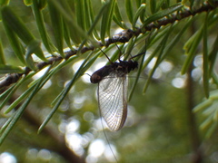 Leptophlebia