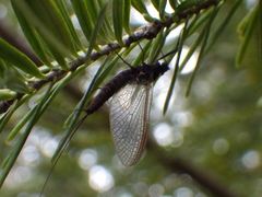 Leptophlebia