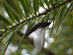 Leptophlebia