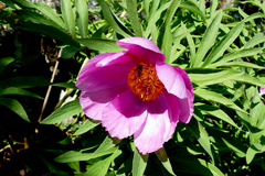 Paeonia officinalis