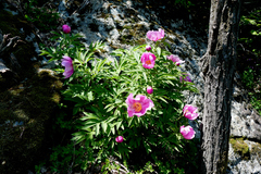 Paeonia officinalis