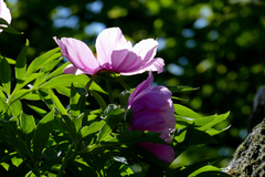 Paeonia officinalis