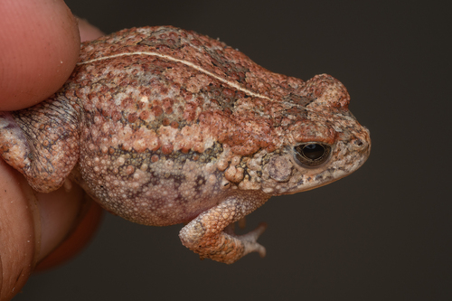Eastern Flat-backed Toad