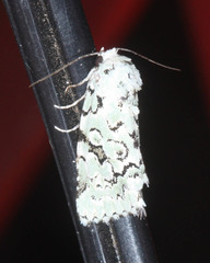 Bryolymnia viridata