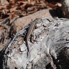 Sceloporus virgatus