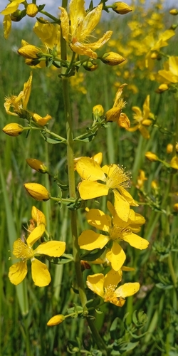 Hypericum elongatum (Hypericum elongatum)