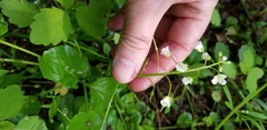 Cardamine rotundifolia