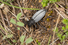 Dorcadion fuliginator