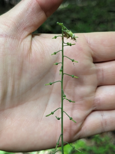 Image of Borodinia canadensis by no rights reserved