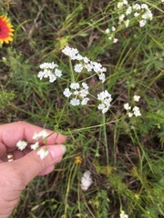 Bifora americana