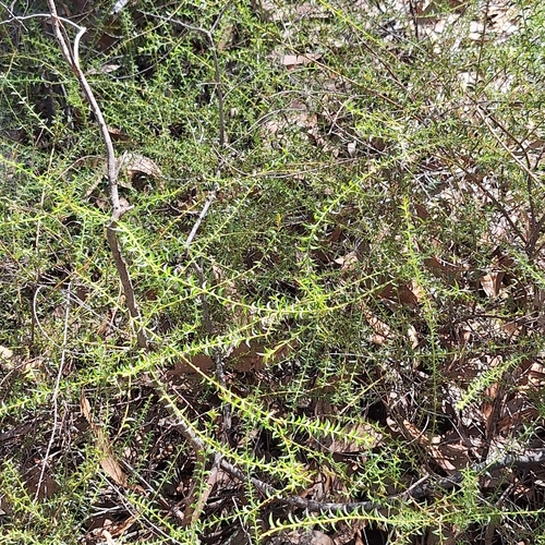 Image of Acacia amblygona by (c) Greg Tasney, some rights reserved (CC BY-SA)