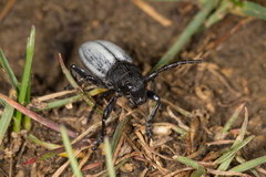 Dorcadion fuliginator