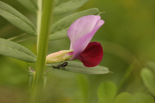 Vicia sativa