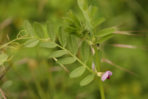 Vicia sativa