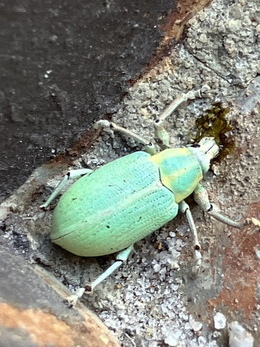 Blue-Green Citrus Root Weevil photo 5