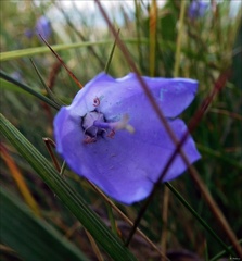 Campanula tatrae