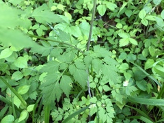 Thaspium chapmanii