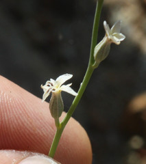 Streptanthus barbiger