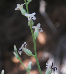 Streptanthus barbiger
