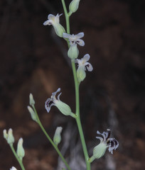 Streptanthus barbiger