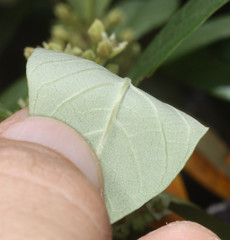 Frangula californica tomentella
