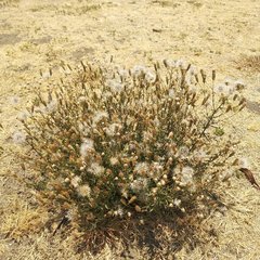 Brickellia eupatorioides
