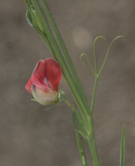 Lathyrus