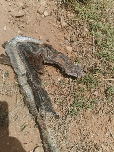 Werner's Diadem Snake