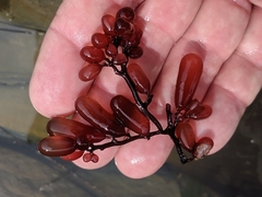 Botryocladia pseudodichotoma