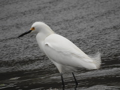 Egretta thula