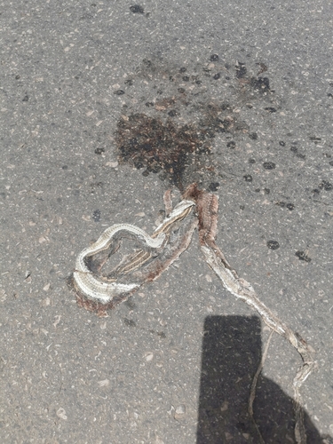 Forskal Sand Snake